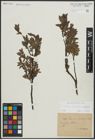 Foto von Salix arbuscula L. x Salix lapponum L.